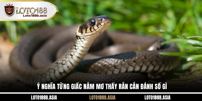 Ý nghĩa từng giấc nằm mơ thấy rắn cắn đánh số gì